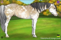 Horse Color:Buckskin Dun Sabino 