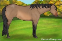 Horse Color:Bay Dun