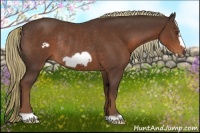 Horse Color:Liver Chestnut Frame Rabicano 
