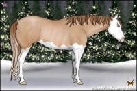 Horse Color:Bay Pearl Splash Rabicano 
