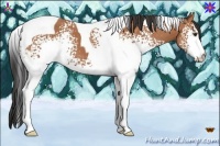 Horse Color:White Spotted Bay Tobiano 