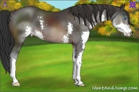 Horse Color:Brown Splash 