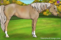 Horse Color:Palomino 