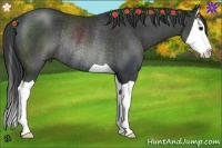 Horse Color:Black Splash Rabicano 