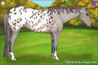 Horse Color:Bay Appaloosa Rabicano 