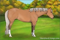 Horse Color:Silver Bay 