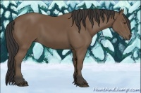 Horse Color:Buckskin Rabicano 