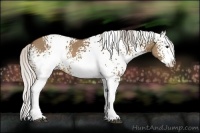Horse Color:White Spotted Silver Brown Dun Splash 
