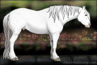 Horse Color:Liver Chestnut Tobiano Appaloosa 