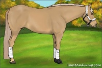 Horse Color:Palomino 