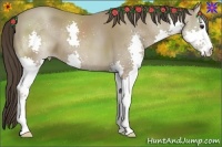 Horse Color:Classic Champagne Splash
