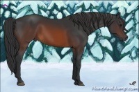 Horse Color:Brown Rabicano 