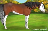 Horse Color:Brown Splash