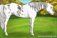 Horse Color:Silver Black Sabino Splash