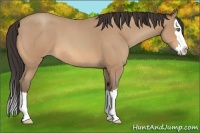 Horse Color:Amber Champagne Roan Splash