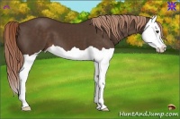 Horse Color:Liver Chestnut Splash 