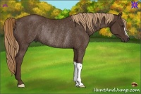 Horse Color:Liver Chestnut Rabicano 