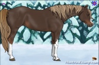 Horse Color:Liver Chestnut 