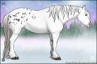 Horse Color:Black Appaloosa