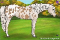 Horse Color:Palomino Sabino Blanket Rabicano
