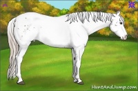 Horse Color:White Spotted Chocolate Palomino 
