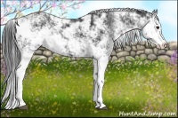 Horse Color:Black Sabino