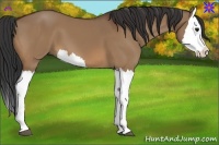 Horse Color:Bay Dun Splash 