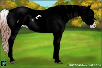 Horse Color:Bay Appaloosa Rabicano 