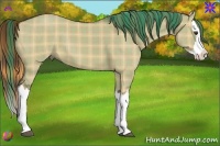 Horse Color:Plaid  Red Dun Splash 