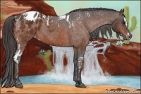 Horse Color:Bay Splash Tobiano Varnish  Brindle