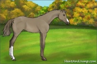 Horse Color:Liver Red Dun 