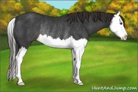 Horse Color:Liver Chestnut Sabino Splash Rabicano 