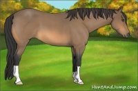 Horse Color:Buckskin Roan 