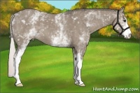 Horse Color:White Spotted Silver Grullo 