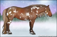 Horse Color:White Spotted Liver Chestnut 