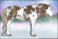Horse Color:White Spotted Liver Chestnut Splash 