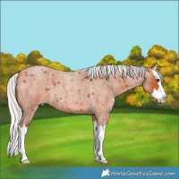 Horse Color:Silver Bay Roan Splash