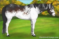Horse Color:White Spotted Brown 