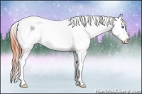 Horse Color:Bay Splash Tobiano Appaloosa