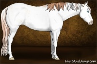 Horse Color:Buckskin Pearl Sabino Splash 