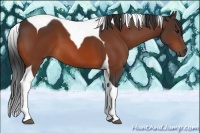 Horse Color:Bay Tobiano 