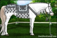 Horse Color:Chestnut Appaloosa