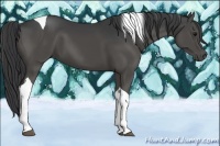 Horse Color:Black Tobiano