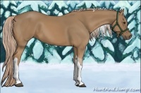 Horse Color:Palomino Tobiano 