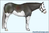 Horse Color:Liver Chestnut Splash 