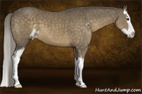 Horse Color:Chocolate Palomino Sabino Splash 