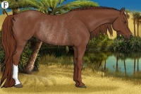Horse Color:Chestnut Rabicano 