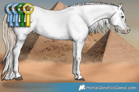 Horse Color:White Spotted Chocolate Palomino Frame 