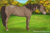 Horse Color:Classic Champagne 