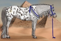 Horse Color:Liver Chestnut Appaloosa